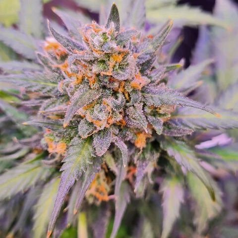Gorilla Glue  growlog timeline photo