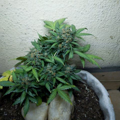 Gorilla Glue  growlog timeline photo