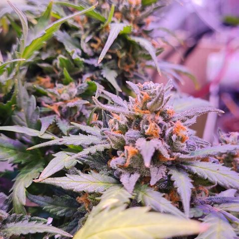 Gorilla Glue  growlog timeline photo
