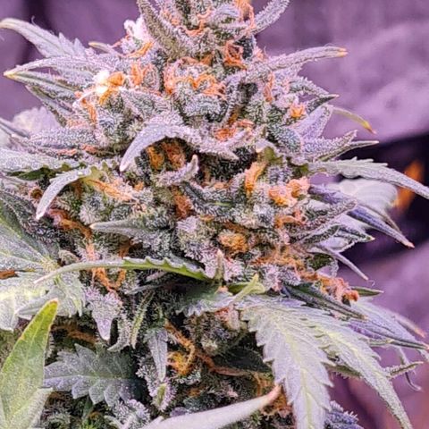 Gorilla Glue  growlog timeline photo