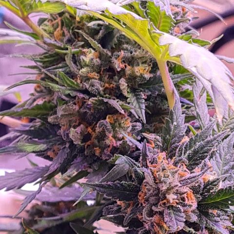 Gorilla Glue  growlog timeline photo