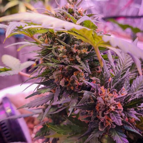 Gorilla Glue  growlog timeline photo