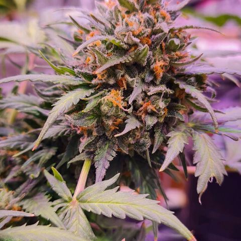 Gorilla Glue  growlog timeline photo