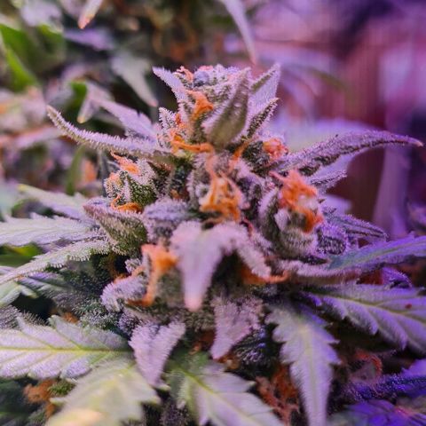 Gorilla Glue  growlog timeline photo