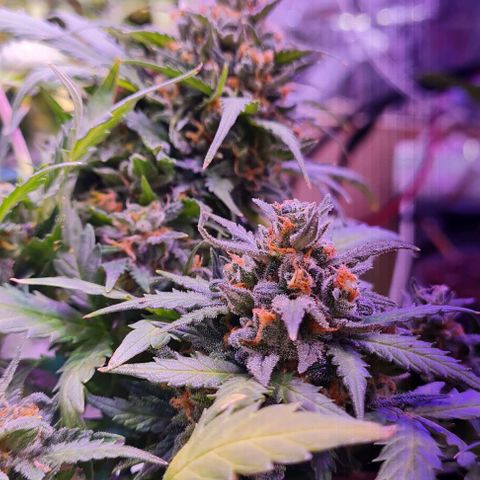 Gorilla Glue  growlog timeline photo