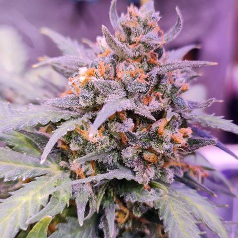 Gorilla Glue  growlog timeline photo