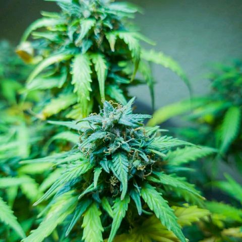 President 47 Auto growlog timeline photo