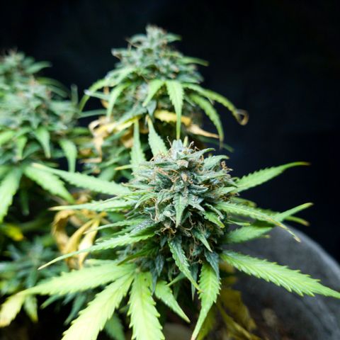 President 47 Auto growlog timeline photo