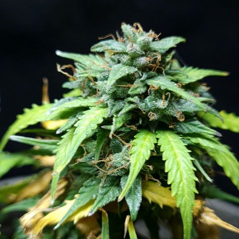 President 47 Auto growlog timeline photo