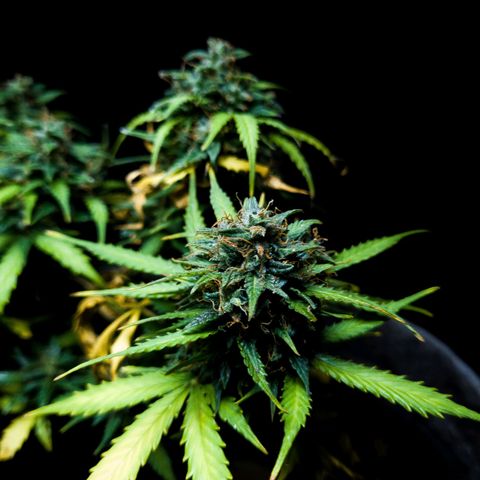 President 47 Auto growlog timeline photo