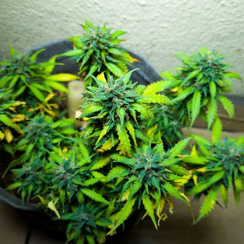 President 47 Auto growlog timeline photo