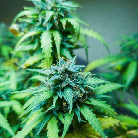 President 47 Auto growlog timeline photo