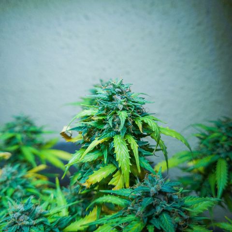 President 47 Auto growlog timeline photo