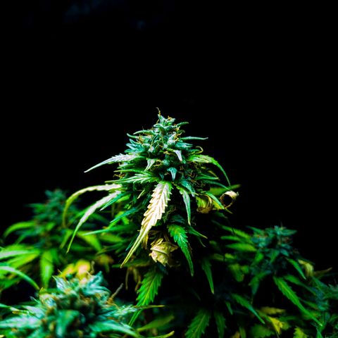 President 47 Auto growlog timeline photo