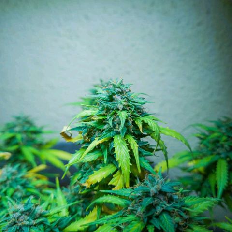 President 47 Auto growlog timeline photo