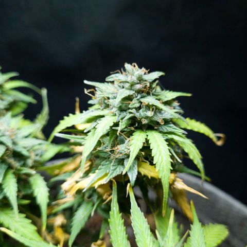 President 47 Auto growlog timeline photo