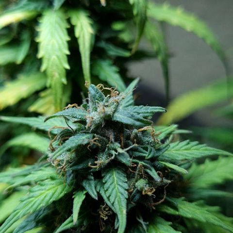 President 47 Auto growlog timeline photo