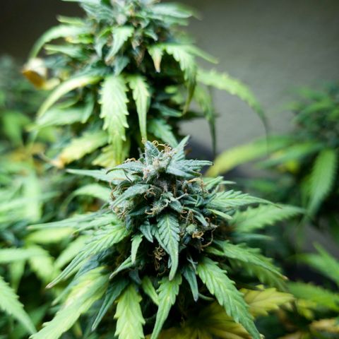 President 47 Auto growlog timeline photo
