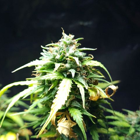 President 47 Auto growlog timeline photo
