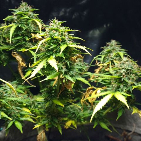 President 47 Auto growlog timeline photo
