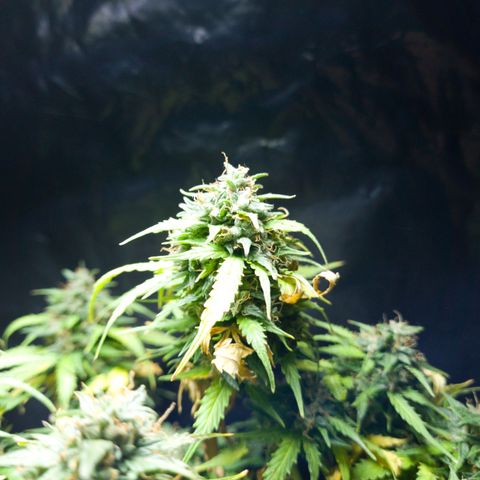 President 47 Auto growlog timeline photo