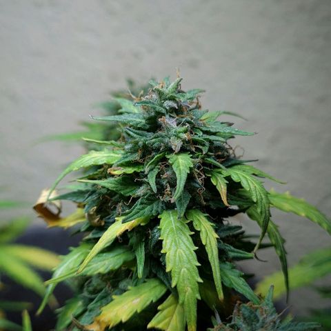 President 47 Auto growlog timeline photo