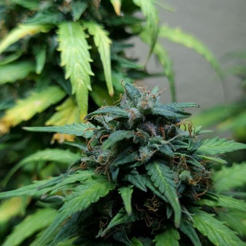 President 47 Auto growlog timeline photo