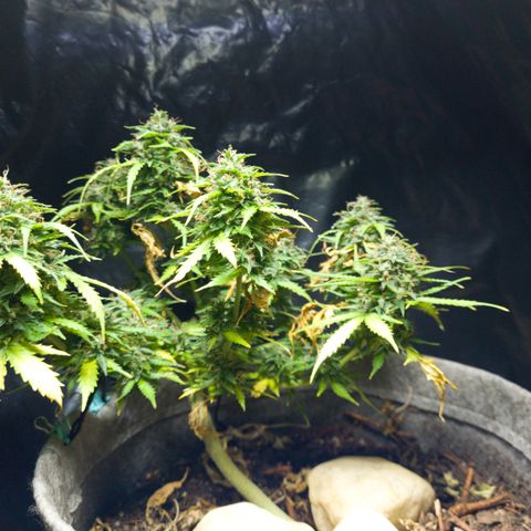 President 47 Auto growlog timeline photo