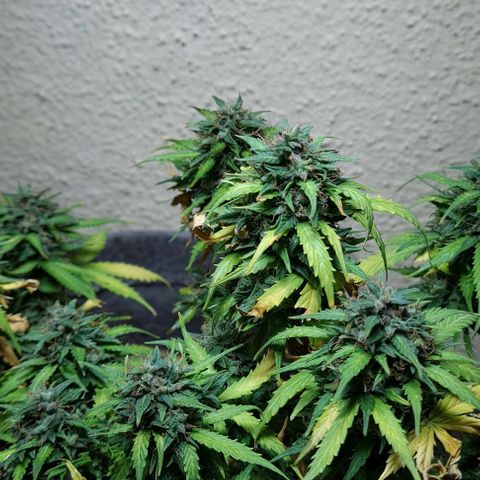 President 47 Auto growlog timeline photo
