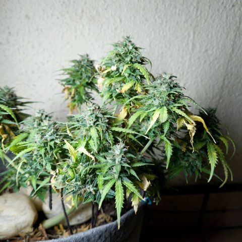 President 47 Auto growlog timeline photo