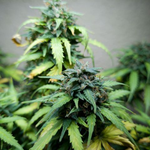 President 47 Auto growlog timeline photo