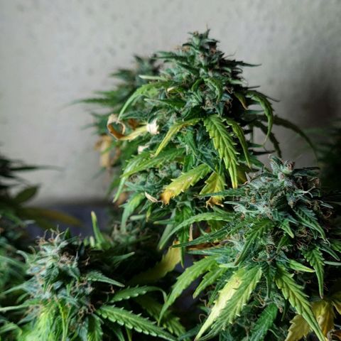 President 47 Auto growlog timeline photo