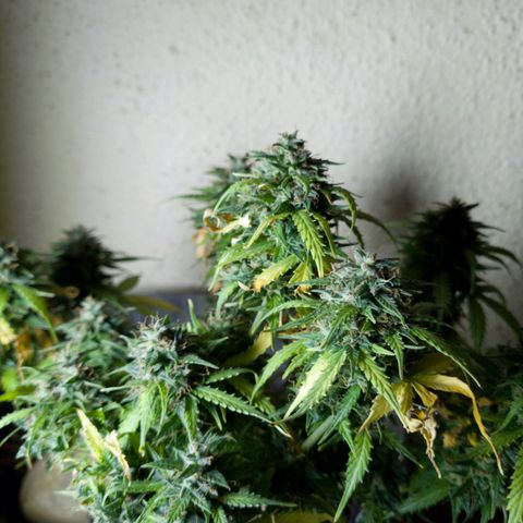 President 47 Auto growlog timeline photo