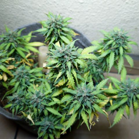 President 47 Auto growlog timeline photo