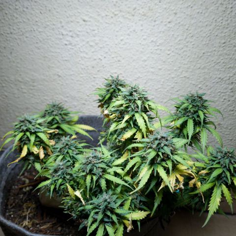 President 47 Auto growlog timeline photo
