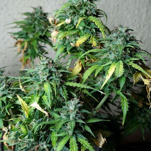 President 47 Auto growlog timeline photo