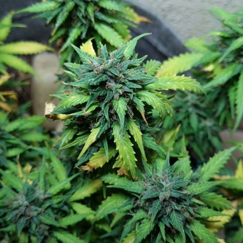 President 47 Auto growlog timeline photo