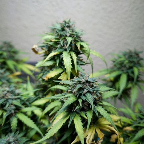 President 47 Auto growlog timeline photo