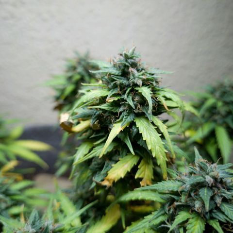 President 47 Auto growlog timeline photo