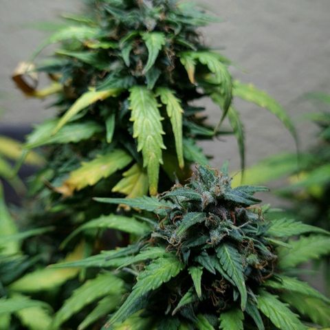 President 47 Auto growlog timeline photo