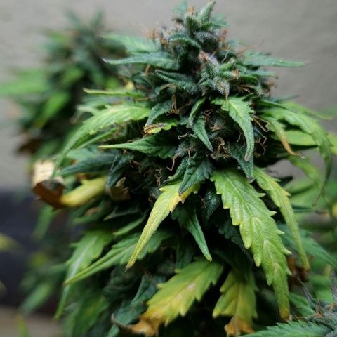 President 47 Auto growlog timeline photo