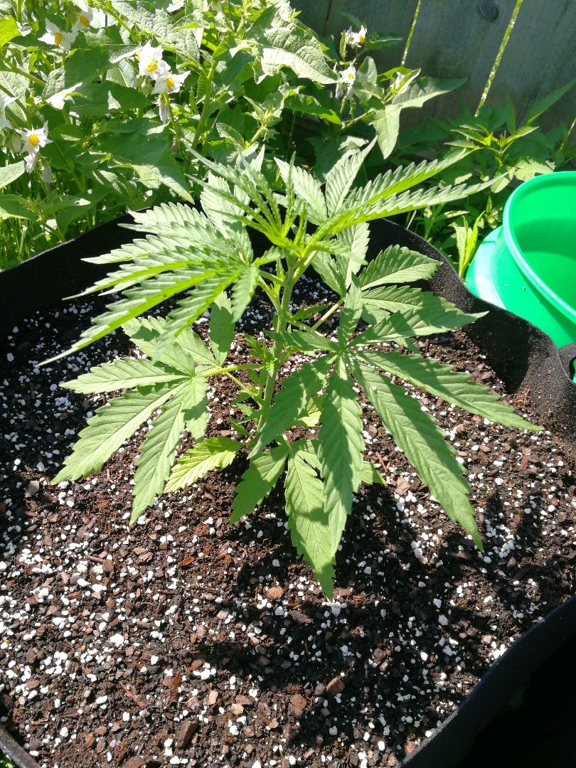Skunk Super Hero #1 growlog header