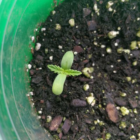 Skunk Super Hero #1 growlog photo