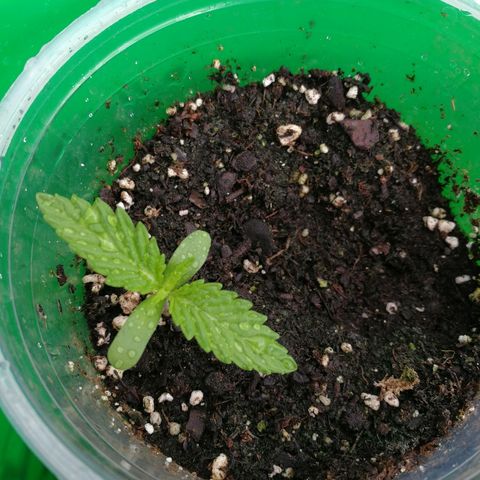 Skunk Super Hero #1 growlog photo