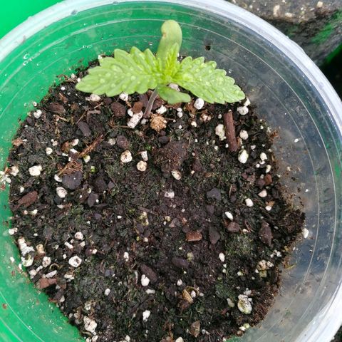 Skunk Super Hero #2 growlog photo: Growing up so fast.  New set of leafs.
