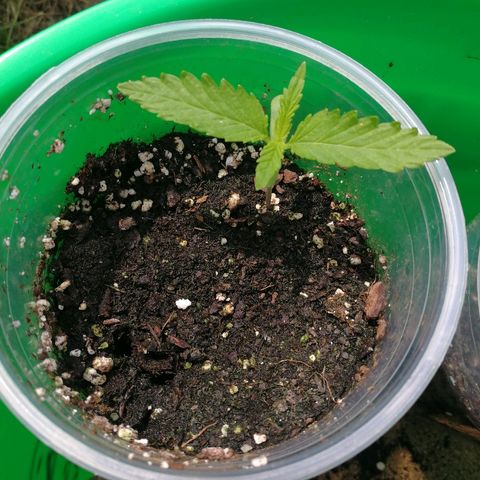 Skunk Super Hero #1 growlog photo
