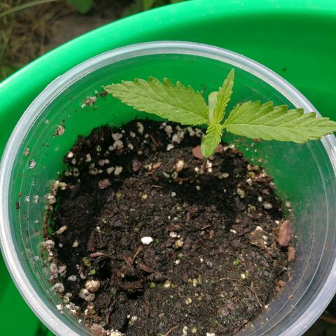 Skunk Super Hero #1 growlog photo