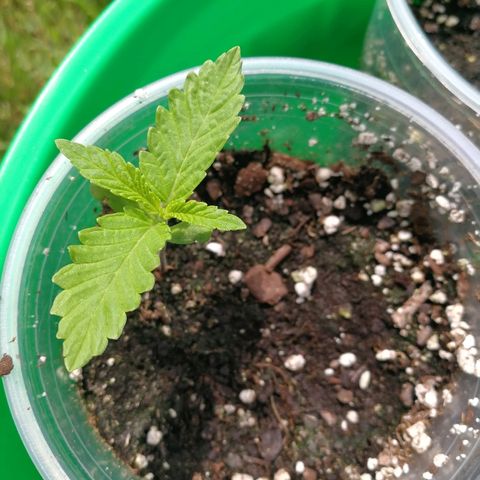 Skunk Super Hero #2 growlog timeline photo