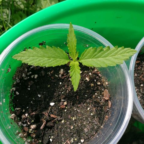 Skunk Super Hero #1 growlog timeline photo