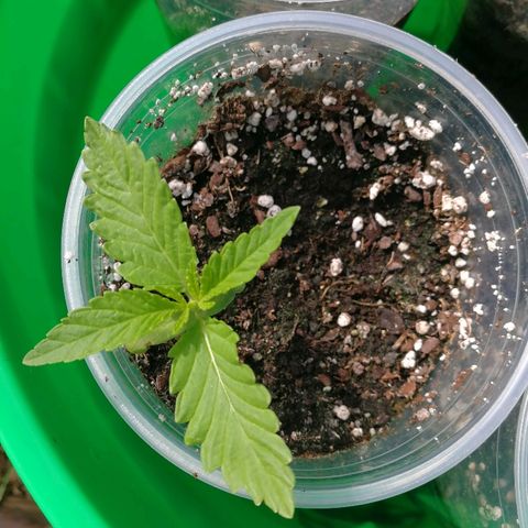 Skunk Super Hero #2 growlog timeline photo